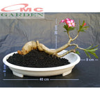 Tanaman Hias Bonsai Adenium Arabicum Obesum Kamboja Jepang B-KJ-002TP