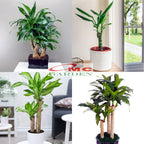 Hanjuang Andong Hijau Ulir Bor Dracaena Fragrans Massangeana Corn Tanaman Hias DFM-1020