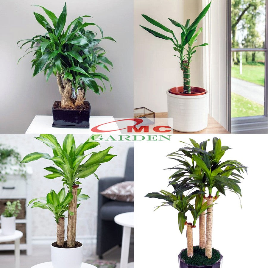 Tanaman Hias Bonsai Mame Dracaena Fragrans Massangeana Corn Plant Hijau Hanjuang Andong B-DFM-002