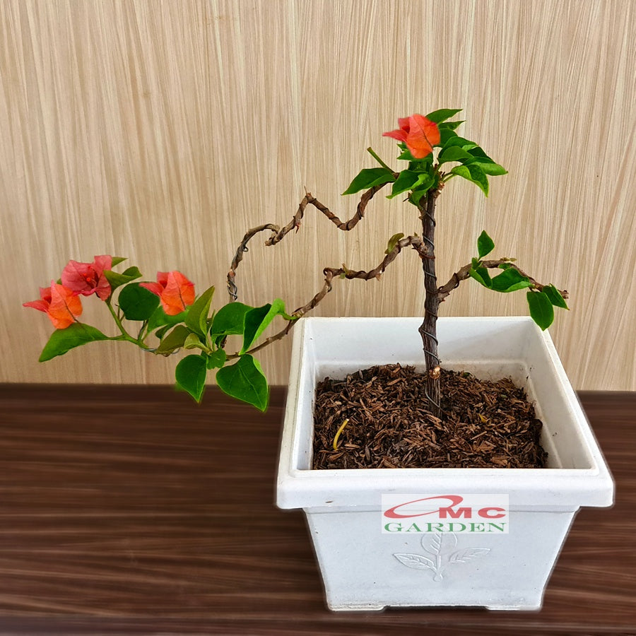 Bonsai Mame Bougenville Bogenvil Bogenvile Bugenvil Bunga Kembang Kertas Orange 001