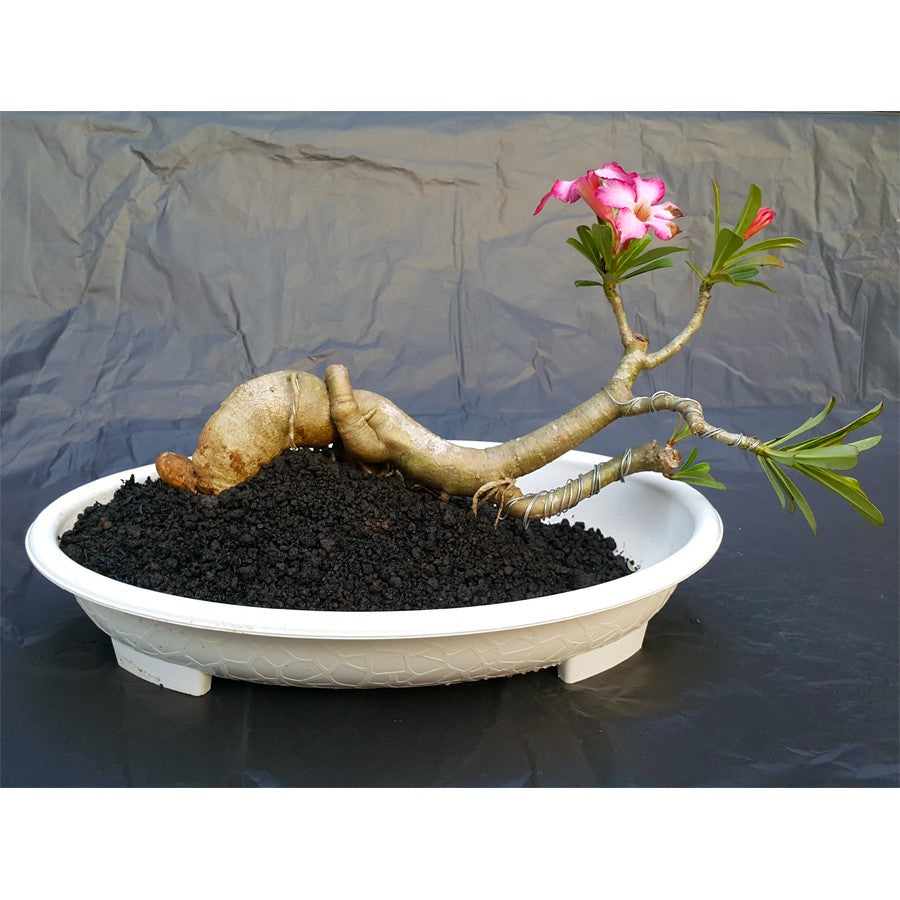 Tanaman Hias Bonsai Adenium Arabicum Obesum Kamboja Jepang B-KJ-002TP