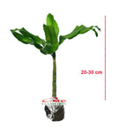 Hanjuang Andong Hijau Ulir Bor Dracaena Fragrans Massangeana Corn Tanaman Hias DFM-2030