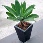Siklok Hijau Bunga Cinta Agave Attenuata Nanas Nanasan Tanaman Hias Bibit SIKLOK-0510