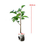 Tanaman Beringin Lokal Local Iprik Kimeng Bibit Berakar Bonsai Ficus BR-2030