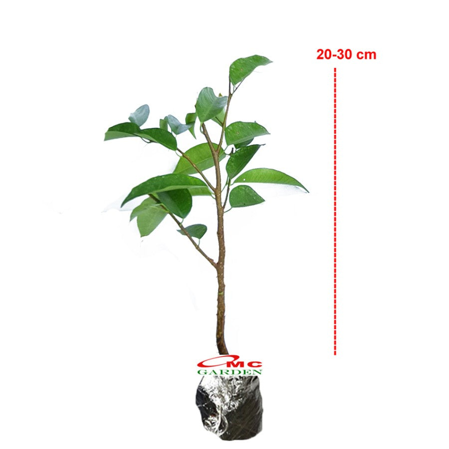 Tanaman Beringin Lokal Local Iprik Kimeng Bibit Berakar Bonsai Ficus BR-2030