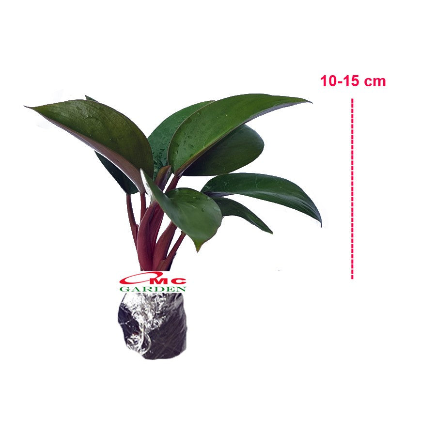 Philodendron Red Congo Kongo Petite Philo Dwarf Tanaman Hias 1015