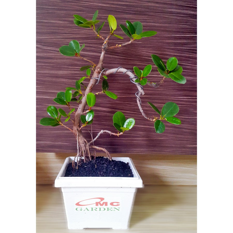 Tanaman Hias Pohon Bonsai Mame Beringin Korea Mini Dolar B-BK-002