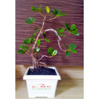 Tanaman Hias Pohon Bonsai Mame Beringin Korea Mini Dolar B-BK-002