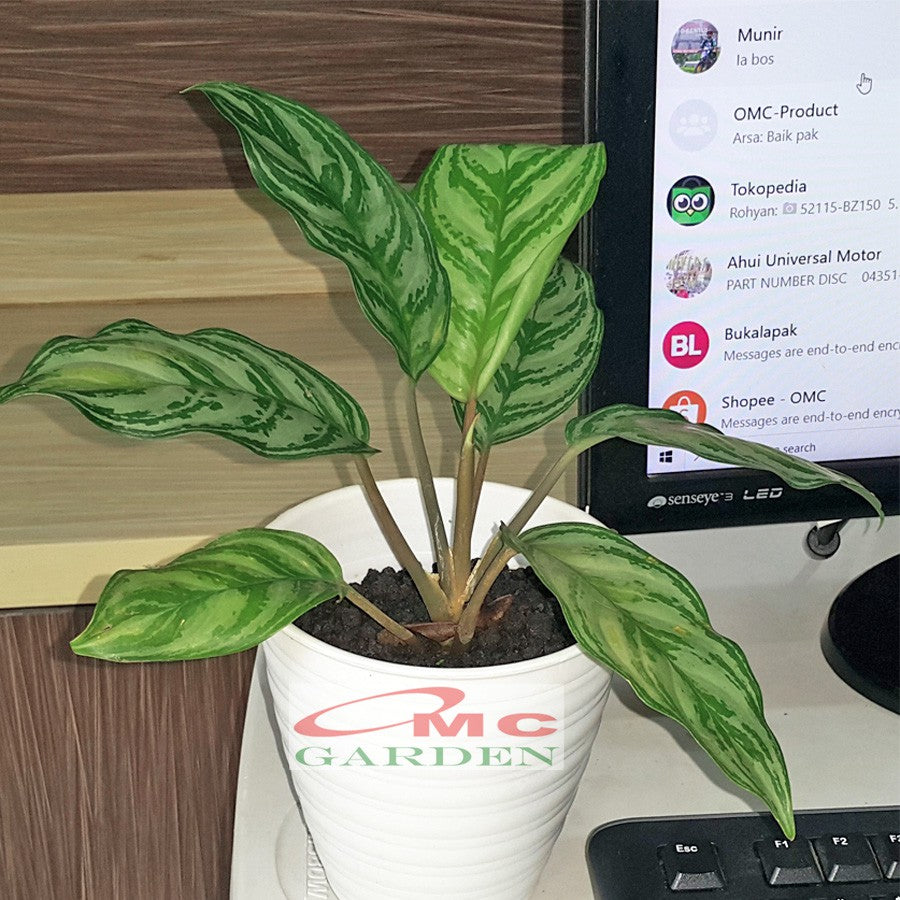 Aglonema Crispum Zebra Silver Sri Rejeki Srirejeki Rezeki Srirezeki Tanaman Hias AGLNM-CR-1520