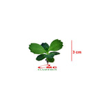 Cocor Bebek Sukulen Sekulen Bryophyllum Pinnatum Tanaman Hias Bibit 03