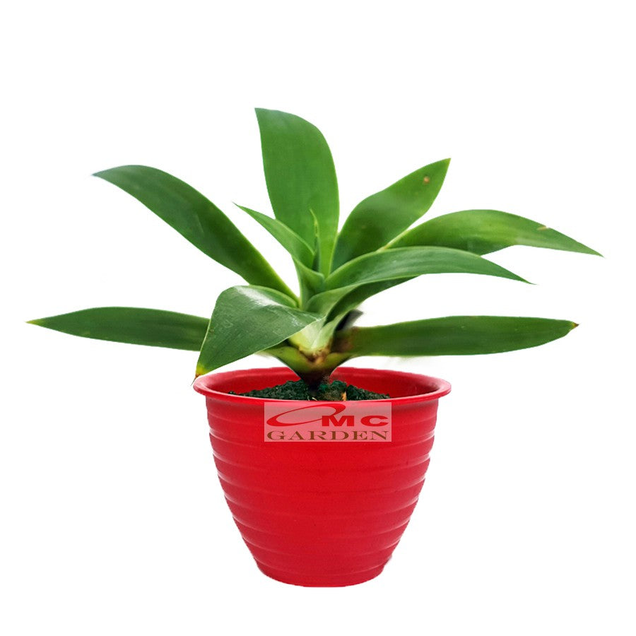 Siklok Hijau Bunga Cinta Agave Attenuata Nanas Nanasan Tanaman Hias Bibit SIKLOK-0510