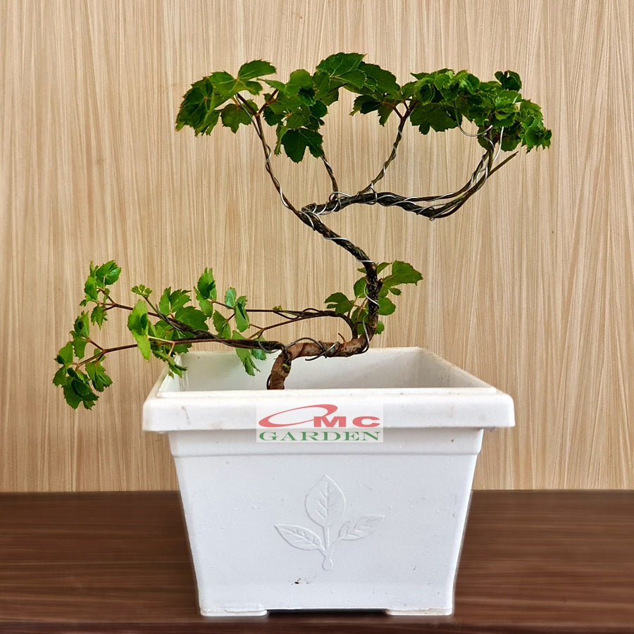 Bonsai Mame Berlangkas Andong Kedondong Laut Ming Aralia Polyscias Fruticosa Tanaman Obat Herbal Hias Paludarium Terrarium Vivarium 002