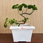 Bonsai Mame Berlangkas Andong Kedondong Laut Ming Aralia Polyscias Fruticosa Tanaman Obat Herbal Hias Paludarium Terrarium Vivarium 002