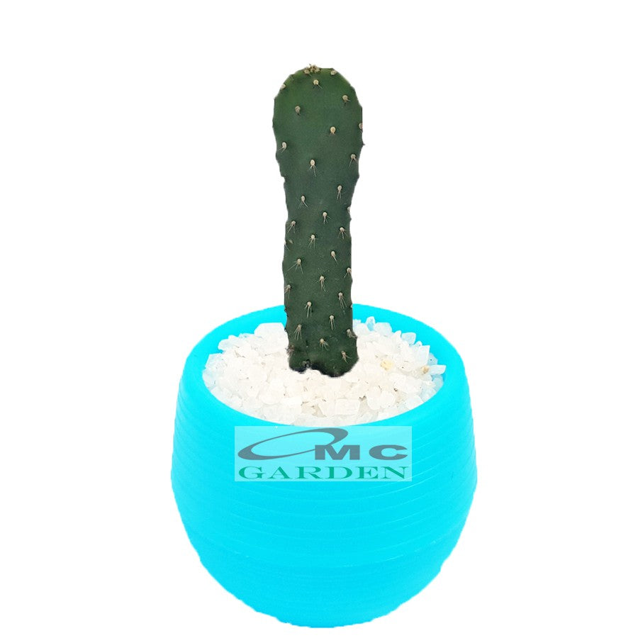 Tanaman Hias Sukulen Sekulen Mini Succulent Kaktus plus Pot Bola Warna SKLN-006-010