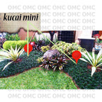 Tanaman Hias Rumput Kucay Kucae Kucai Mini Bordir List Lis RKCM