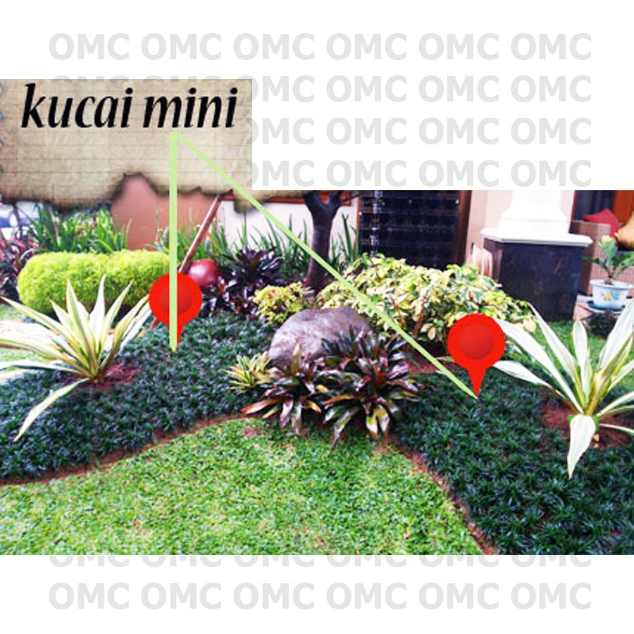 Tanaman Hias Rumput Kucay Kucae Kucai Mini Bordir List Lis RKCM