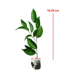 Tanaman Beringin Lokal Local Iprik Kimeng Bibit Berakar Bonsai Ficus BR-1020