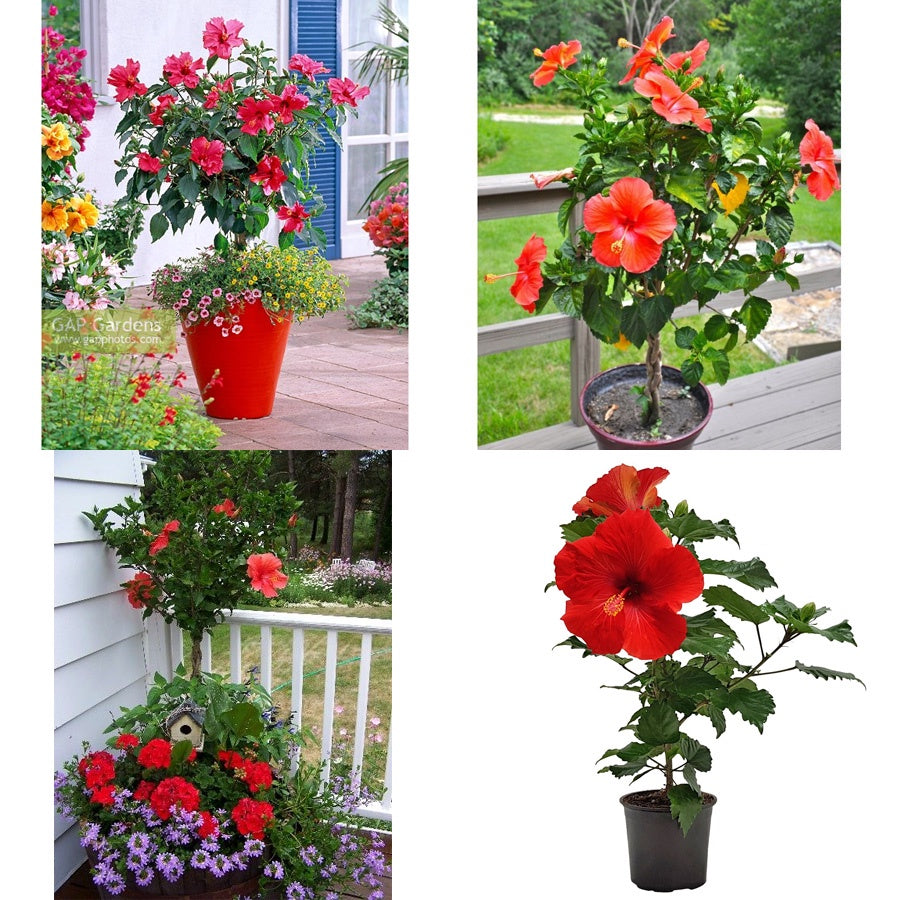 Kembang Sepatu Bunga Raya Hibiscus Worawari Rosa Dinensis Merah Bibit Tanaman Hias 2030