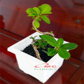 Tanaman Hias Pohon Bonsai Mame Beringin Korea Mini Dolar B-BK-008