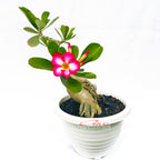 Tanaman Hias Bonsai Adenium Arabicum Obesum Kamboja Jepang B-KJ-014