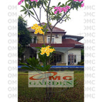 Tanaman Kamboja Bali Jepun Jpun Semboja Frangipani Merah Fanta Kuning Pink Jambu Putih Hibrid Hybrid Batang