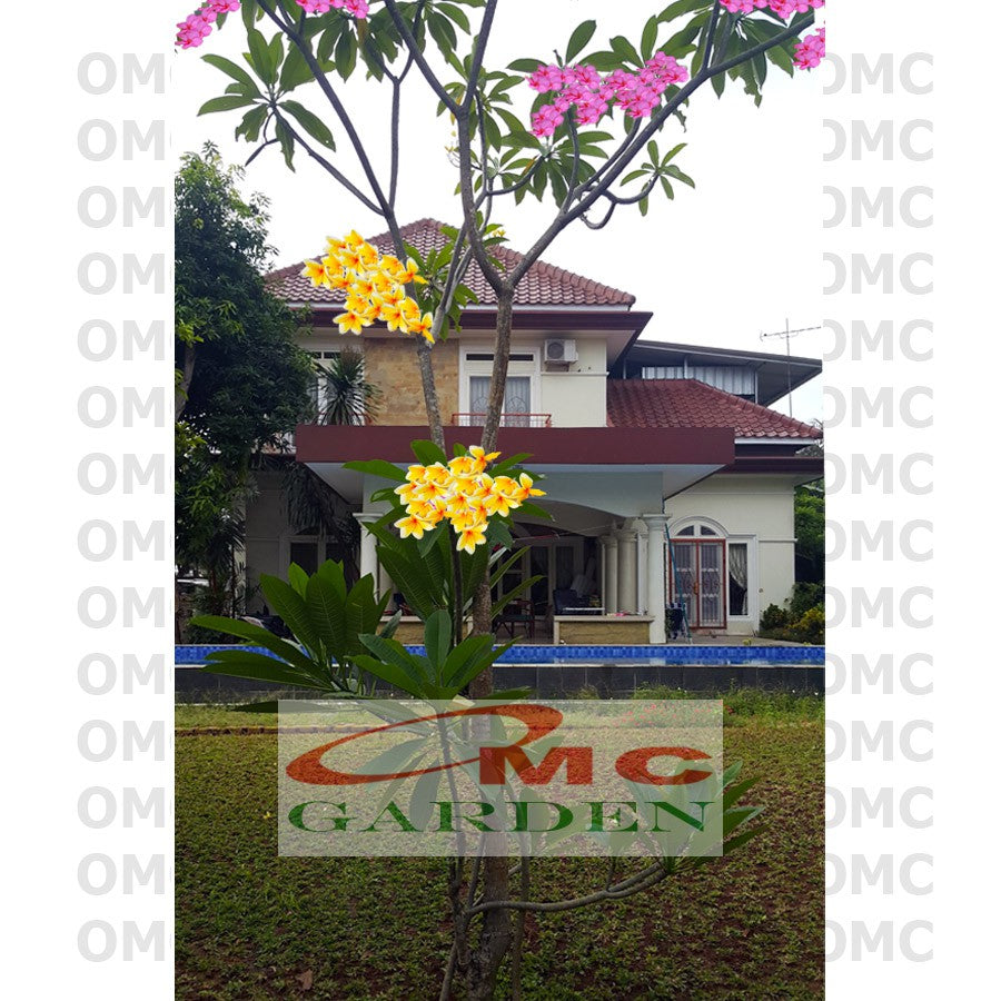 Tanaman Kamboja Bali Jepun Jpun Semboja Frangipani Merah Fanta Kuning Pink Jambu Putih Hibrid Hybrid Batang