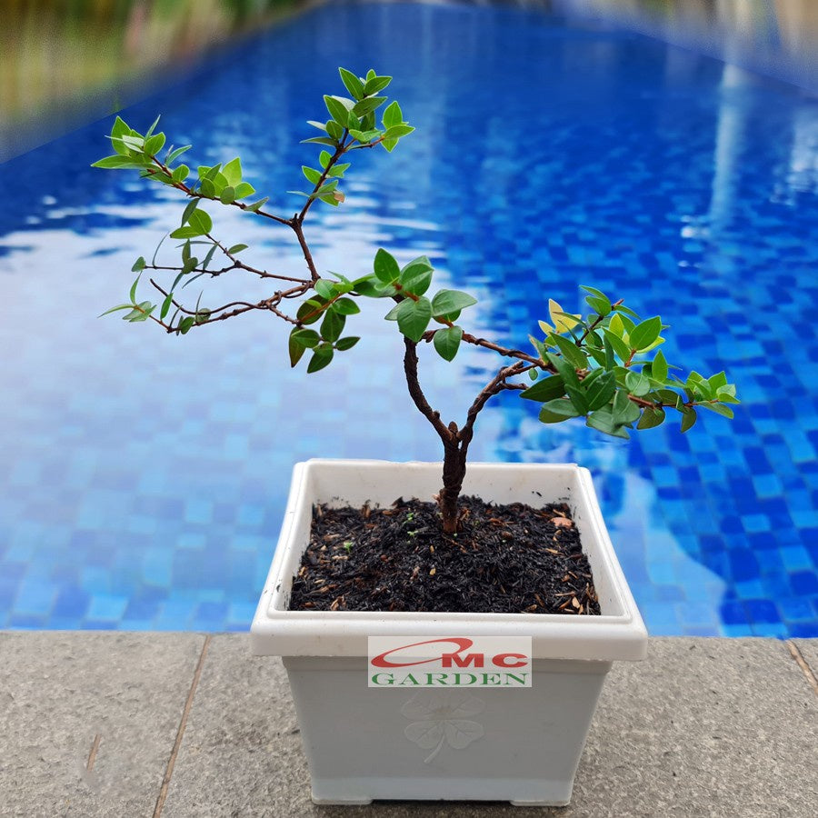 Bonsai Bonsae Mame Oliana Tricolor Three Color Daun Elsa Tanaman 001