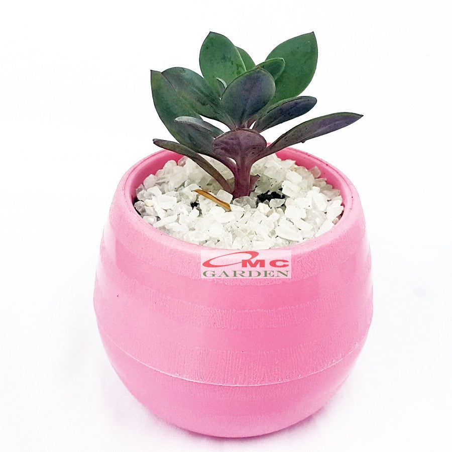 Tanaman Hias Sukulen Sekulen Mini Succulent Kaktus plus Pot Bola Warna SKLN-001-005