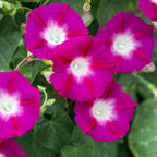 Morning Glory Bibit Pohon Tanaman Rambat Berakar Merah Scarlet Ohara MG-MU-2030