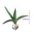 Lidah Mertua Tanduk Sansevieria Ballyi Sansivera Patens Paten Ed Eby Jumbo 0510