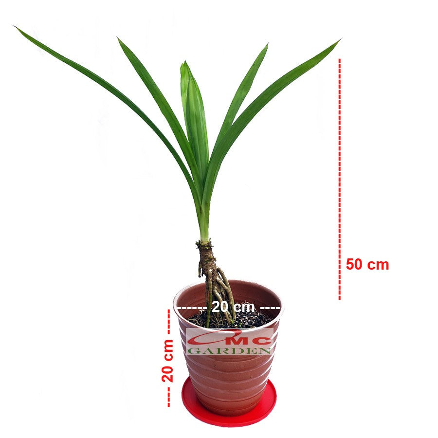 Bonsai Bonsae Pandan Wangi Pandanus Amaryllifolius Tanaman Hias 002