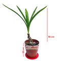 Bonsai Bonsae Pandan Wangi Pandanus Amaryllifolius Tanaman Hias 002