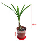 Bonsai Bonsae Pandan Wangi Pandanus Amaryllifolius Tanaman Hias 002