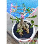 Bibit Benih Tanaman Bonsai Adenium Bonggol Besar Arabicum Obesum Kamboja Jepang B-KJ-A-1015