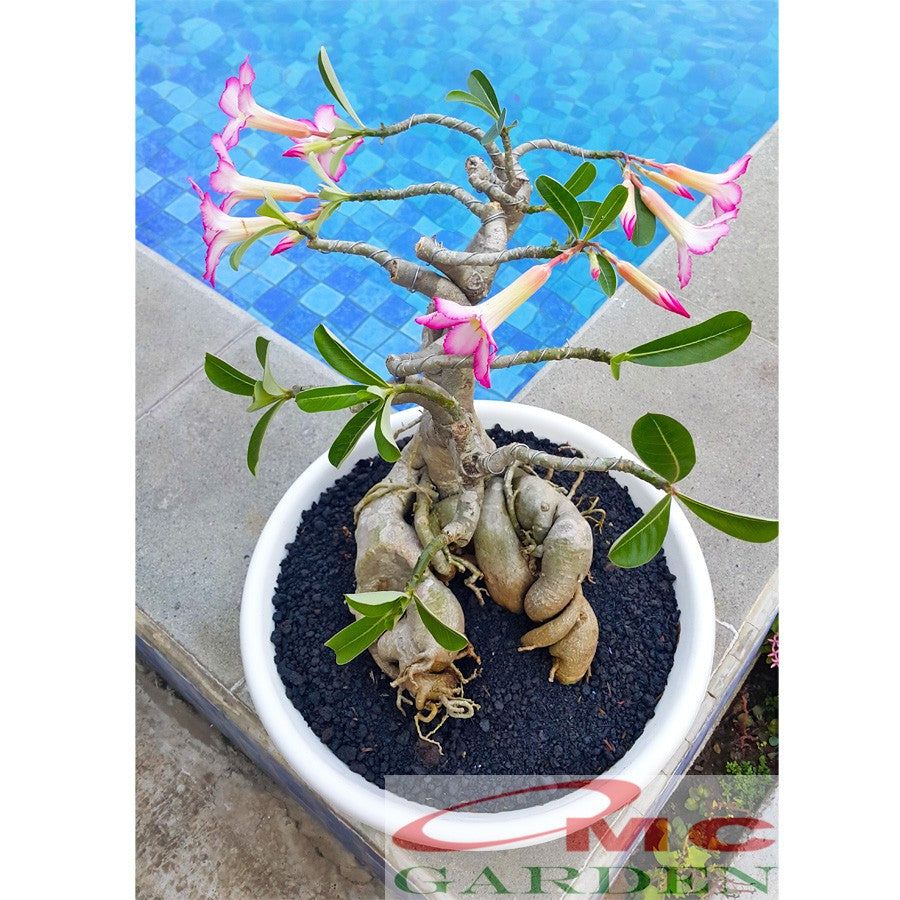 Bibit Benih Tanaman Bonsai Adenium Bonggol Besar Arabicum Obesum Kamboja Jepang B-KJ-A-1015