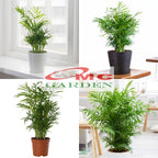 Tanaman Hias Palm Palem Bambu Chamaedorea Komodoria Comodorya PB-5060
