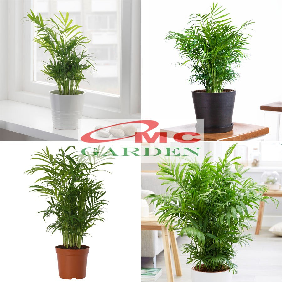 Tanaman Hias Palm Palem Bambu Chamaedorea Komodoria Comodorya PB-5060