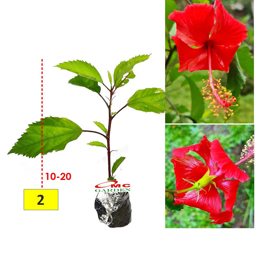 Kembang Sepatu Bunga Raya Hibiscus Worawari Rosa Dinensis Merah Bibit Tanaman Hias 1020