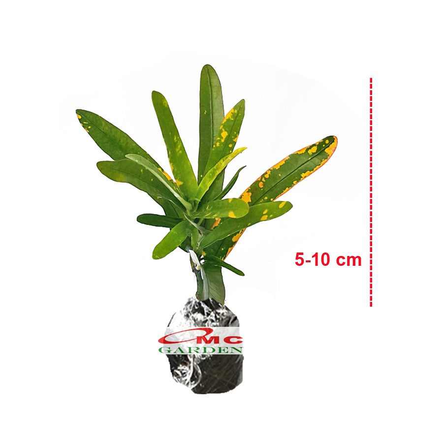 Puring Croton Kroton Cabai Cabe Teri Tanaman Hias PR-Cabe-0510