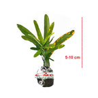 Puring Croton Kroton Cabai Cabe Teri Tanaman Hias PR-Cabe-0510