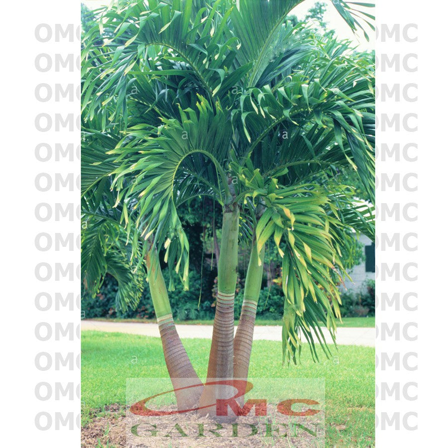 Tanaman Hias Palm Palem Putri Christmas Veitchia Adonidia Merrillii Bibit PP-2030