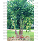Tanaman Hias Palm Palem Putri Christmas Veitchia Adonidia Merrillii Bibit PP-2030