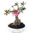 Bibit Benih Tanaman Bonsai Adenium Bonggol Besar Arabicum Obesum Kamboja Jepang B-KJ-0510