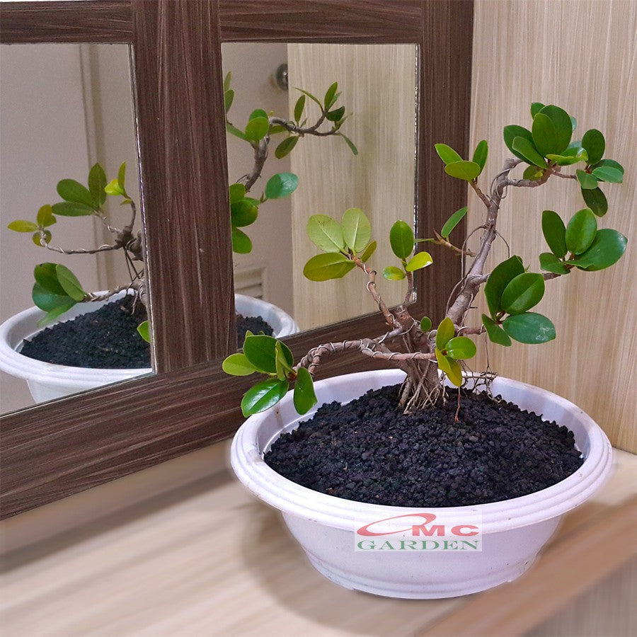 Tanaman Hias Pohon Bonsai Mame Beringin Korea Mini Dolar B-BK-013