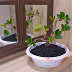 Tanaman Hias Pohon Bonsai Mame Beringin Korea Mini Dolar B-BK-013