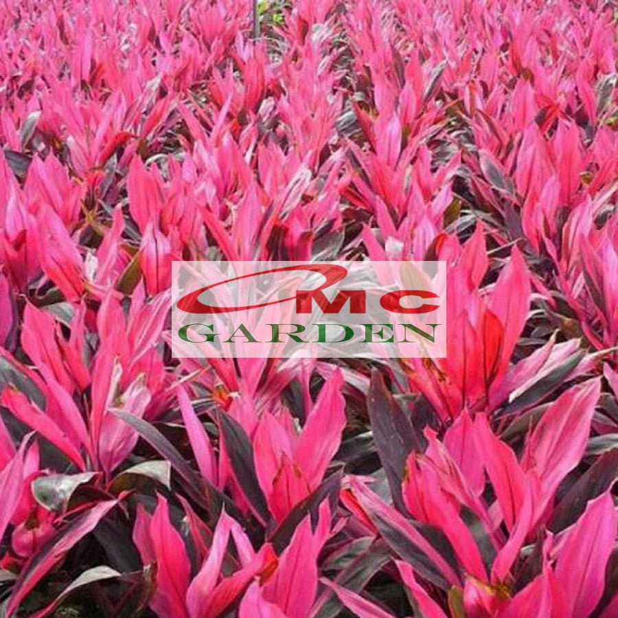 Bibit Tanaman Hias Hanjuang Andong Sawang Daun Merah HANJUANG-M-2030