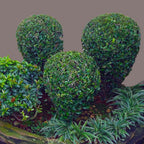 Teh-Tehan Tanaman Pembatas Pagar Hias Pohon Bibit Berakar Bonsai 2030