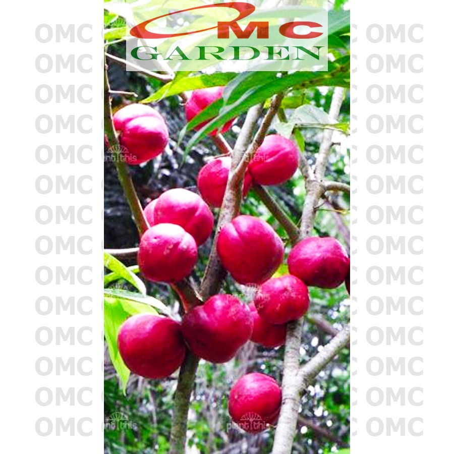 Tanaman Obat Bibit Pohon Mahkota Dewa Simalakama MD-B-3040