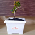 Bonsai Bonsae Mame Puring Croton Emping Jengkol Coin Mawar Tanaman Hias Pohon B-PR-EMPING-004