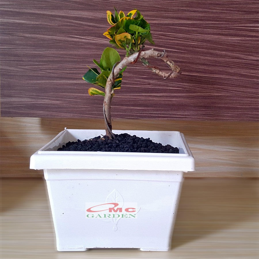 Bonsai Bonsae Mame Puring Croton Emping Jengkol Coin Mawar Tanaman Hias Pohon B-PR-EMPING-004